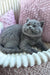 Gray kitten with chubby cheeks in Ritchell Scottish Straight Kitten product