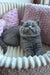 Gray Scottish Fold kitten from the Ritchell Scottish Straight Kitten collection