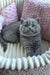 Cute gray kitten with round cheeks from Ritchell Scottish Straight Kitten collection