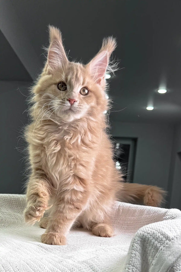 Cream-colored Maine Coon kitten with ear tufts and fluffy fur in Riviera product