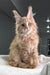 Cream-colored Maine Coon kitten with fluffy fur and pointed ears, named Riviera