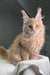 Cream-colored Maine Coon kitten with ear tufts and fluffy fur in Riviera product