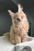 Fluffy cream Maine Coon kitten lounging on a cozy white blanket