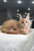 Fluffy orange Maine Coon cat with ear tufts lounging on the Riviera | Maine Coon Kitten