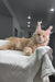 Orange-cream Maine Coon kitten relaxing on soft white fabric in Riviera collection