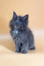 Fluffy gray Maine Coon kitten named Rixos with stunning blue eyes