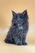 Fluffy gray Maine Coon kitten named Rixos with striking blue eyes