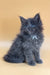 Fluffy gray Maine Coon kitten named Rixos looking super adorable and playful