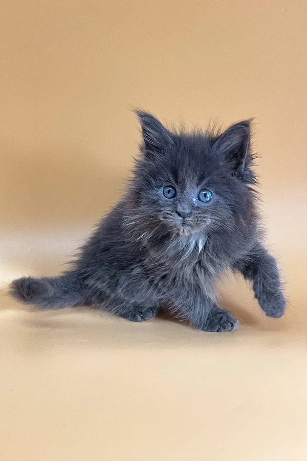 Fluffy gray Maine Coon kitten with stunning blue eyes from Rixos