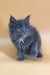 Fluffy gray Maine Coon kitten named Rixos with stunning blue eyes