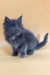 Fluffy gray Maine Coon kitten named Rixos with stunning blue eyes