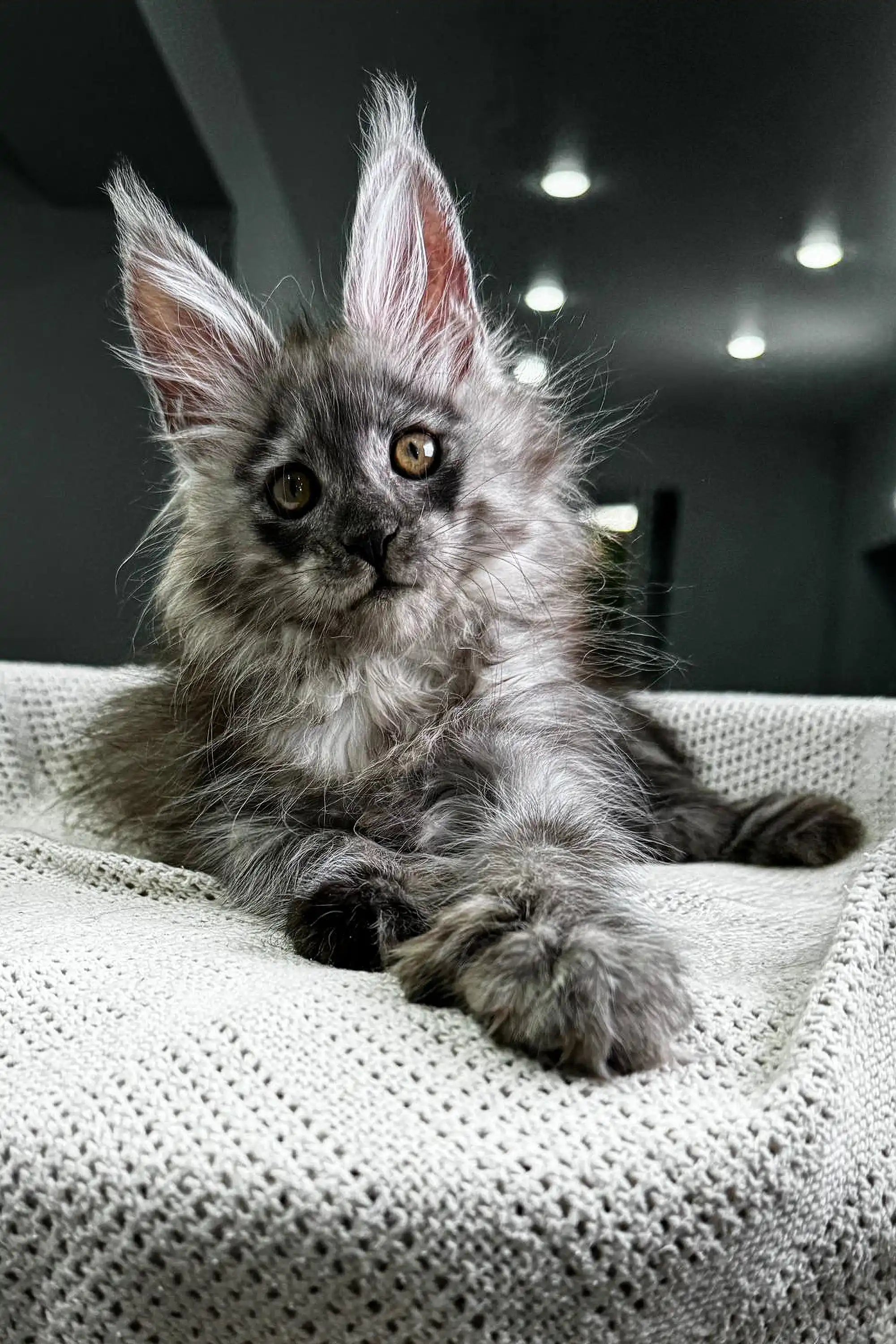 Maine Coon Kittens for Sale Rixos | Polydactyl