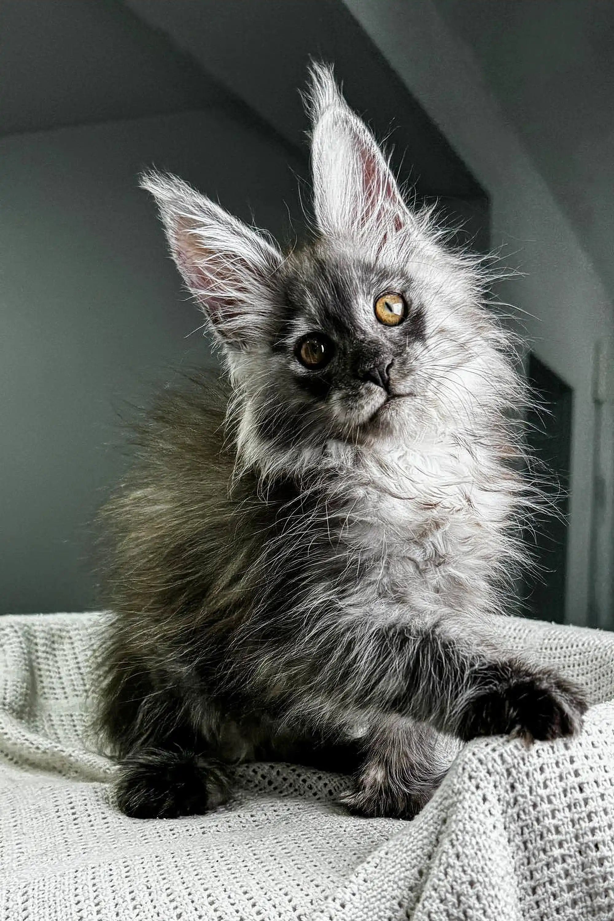 Maine Coon Kittens for Sale Rixos | Polydactyl