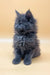 Fluffy gray kitten named Rob, a playful Maine Coon adorably posing for the camera