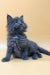 Fluffy gray kitten named Rob, a playful Maine Coon ready for cuddles