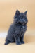 Fluffy gray Maine Coon kitten named Rob with adorable pointed ears