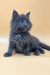 Fluffy gray Maine Coon kitten named Rob with mesmerizing blue eyes