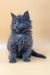 Fluffy gray Maine Coon kitten named Rob looking adorable and playful