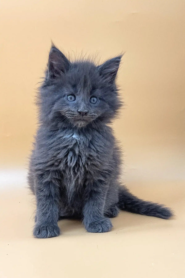 Fluffy gray kitten named Rob, a playful Maine Coon cutie for your collection