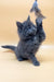 Playful gray kitten named Rob, a cute Maine Coon ready for fun and cuddles