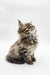 Fluffy tabby Maine Coon kitten sitting and gazing up, perfect for a pet lover