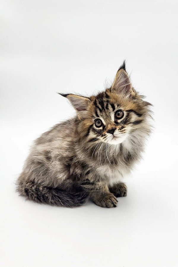 Fluffy Maine Coon kitten with long fur and alert eyes looking adorable