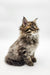 Fluffy Maine Coon kitten sitting upright with an alert look, perfect for cat lovers