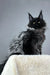 Black Maine Coon cat from the Robert Maine Coon Kitten collection, super fluffy and cute