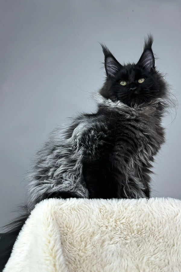 Black Maine Coon cat from the Robert Maine Coon Kitten collection, super fluffy and cute