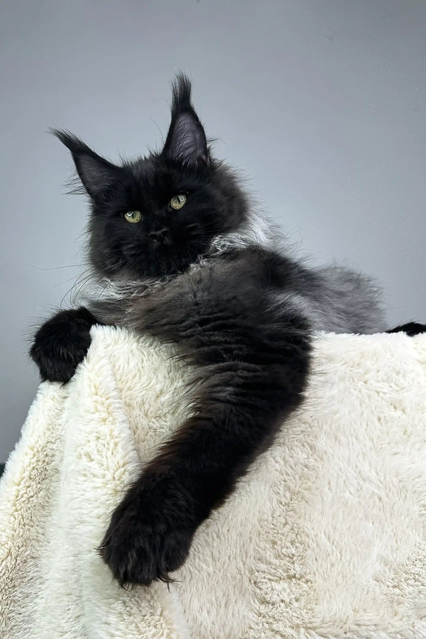 Black Maine Coon cat in the Robert Maine Coon Kitten product display