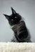 Cute black and gray Maine Coon cat named Robert perfect for kitten lovers