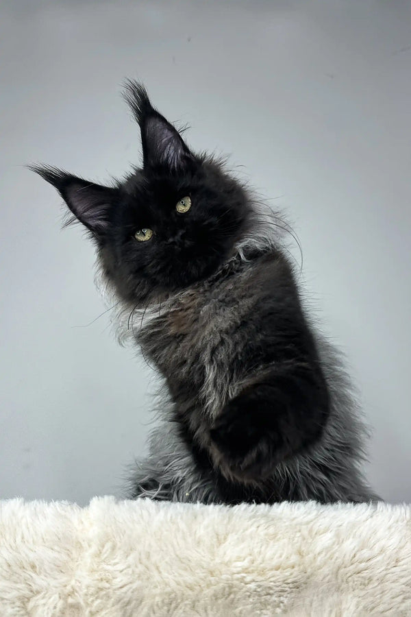 Cute black and gray Maine Coon cat named Robert perfect for kitten lovers