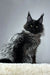 Majestic black Maine Coon cat featured in Robert Maine Coon Kitten product