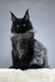 Majestic black Maine Coon cat named Robert from Maine Coon Kitten collection