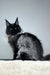 Majestic black Maine Coon cat in the Robert Maine Coon Kitten product display