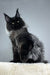 Majestic black Maine Coon cat named Robert, a stunning Maine Coon kitten