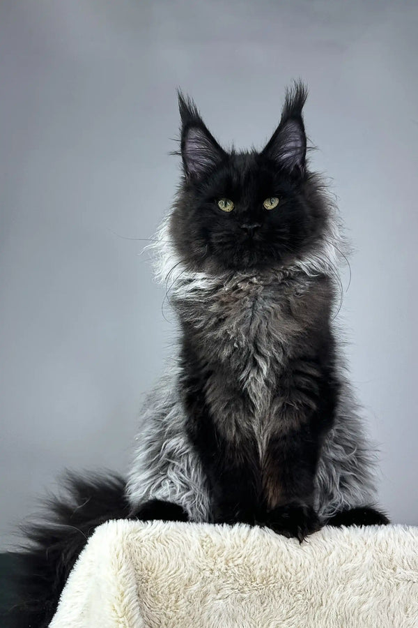 Majestic black and silver Maine Coon cat named Robert in a cute kitten pose