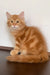 Robert | siberian kitten