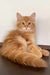 Robert | siberian kitten
