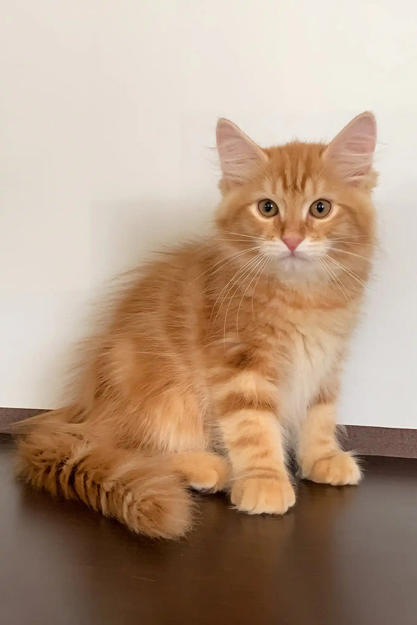 Robert | siberian kitten