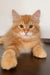 Robert | siberian kitten
