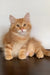 Robert | siberian kitten