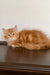 Robert | siberian kitten