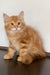 Robert | siberian kitten