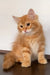 Robert | siberian kitten