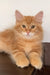 Robert | siberian kitten