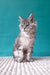 Fluffy gray Maine Coon kitten named Roberto with tongue sticking out, looking adorable