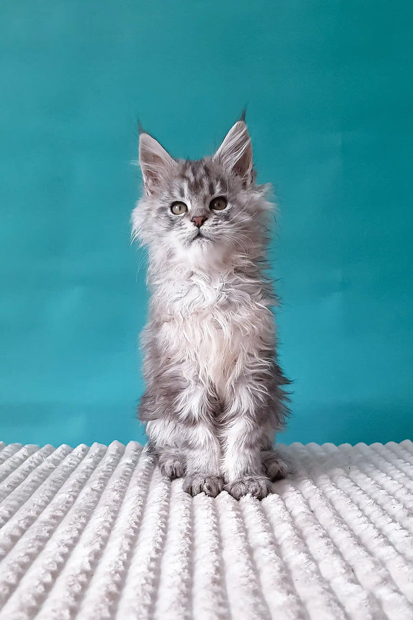 Fluffy gray kitten named Roberto, a charming Maine Coon companion