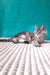 Gray tabby kitten from the Roberto Maine Coon Kitten product collection