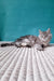 Gray tabby kitten lounging in the cozy Roberto Maine Coon Kitten product